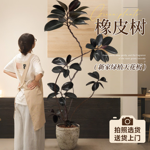黑金刚橡皮树客厅大盆栽老桩大叶大型高端绿植高级感室内好养真树