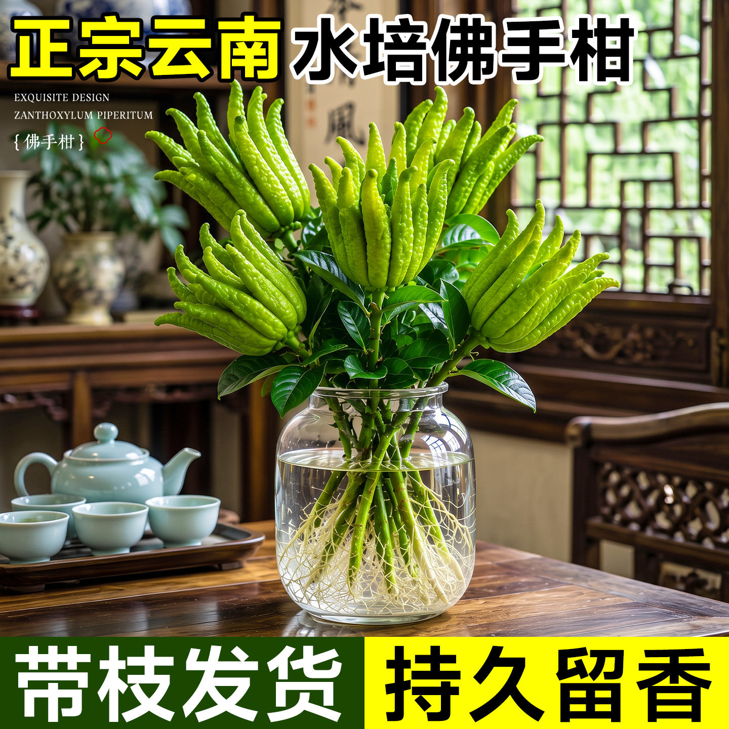 云南水培佛手柑新鲜果植物带枝天然现摘绿植闻香食用观赏室内好养