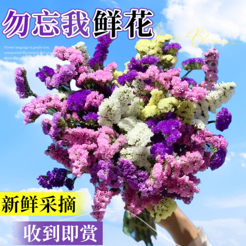 云南鲜花勿忘我花束大束天然干花