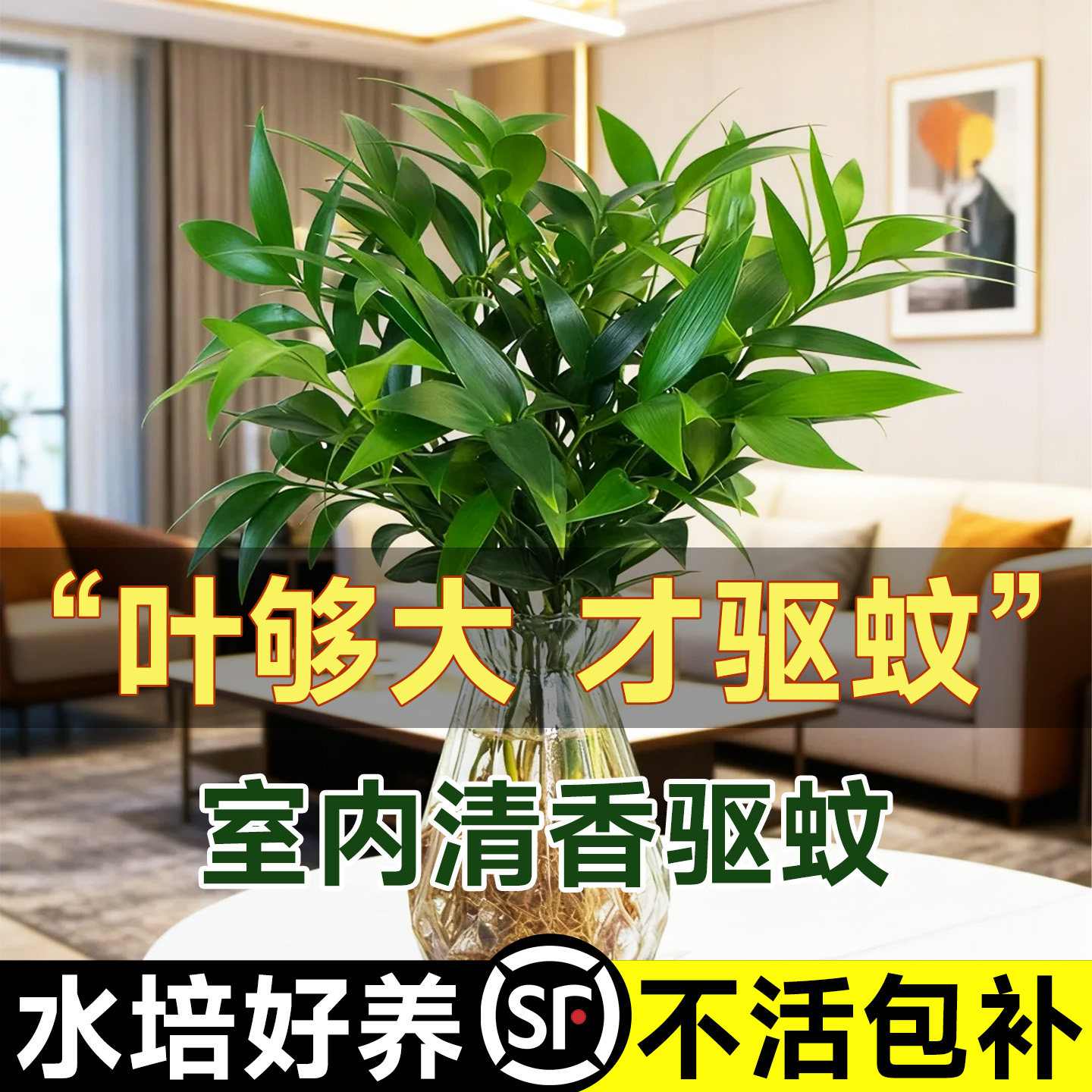 竹柏驱蚊竹水培祛蚊植物室内外蚊子克星水养绿植花卉盆栽办公桌面