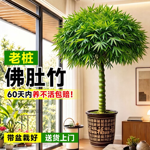 佛肚竹子盆栽室内外观赏植物