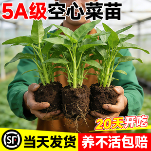 三叉空心菜苗四季好养蔬菜种子带根带土多茬大叶高产新鲜秧苗