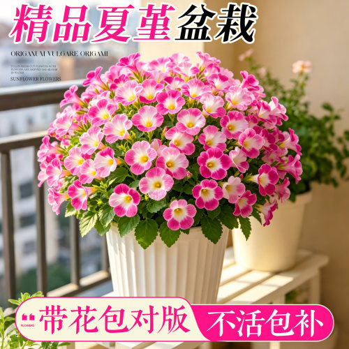【夏日首选】带花精品夏堇盆栽