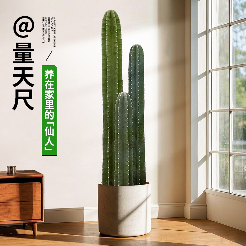 精选坚硬不细软量天尺仙人柱盆栽