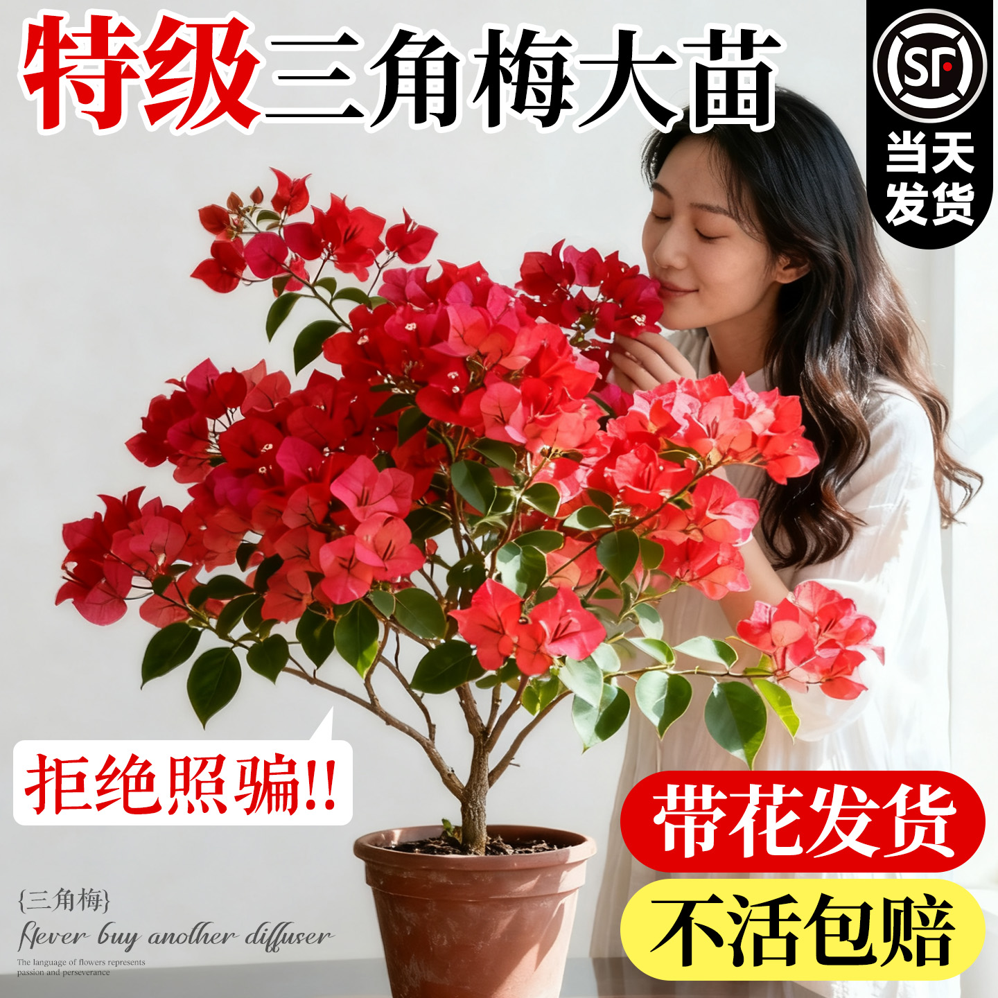 【特级三角梅】带花发货不活包赔