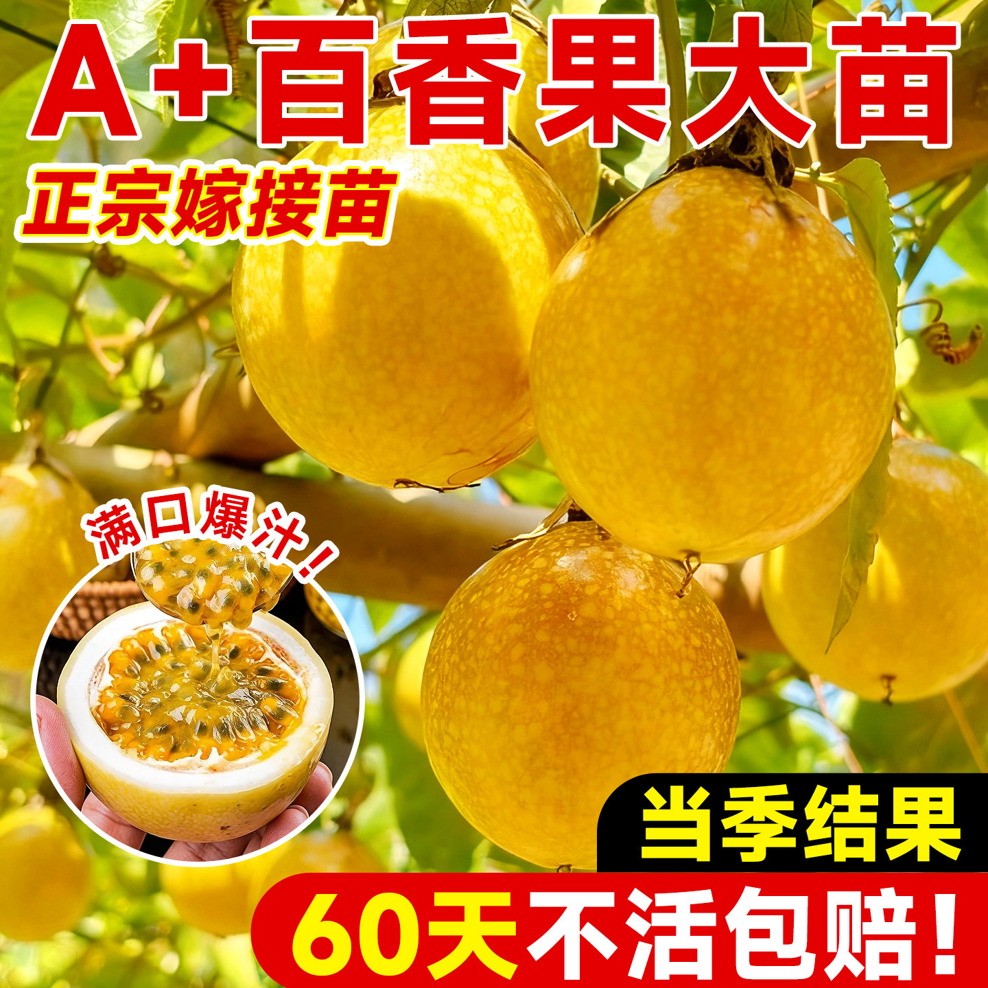 新品钦蜜9号黄金百香果嫁接特大苗四季爬藤阳台庭院盆栽地栽种植,鲜花速递/花卉仿真/绿植园艺,果树,淘宝优惠券,粉丝福利购,淘宝优惠卷