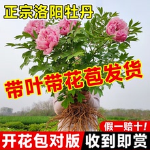 牡丹花盆栽带花苞菏泽洛阳四季真品名贵特大树苗老桩牧丹重瓣花卉