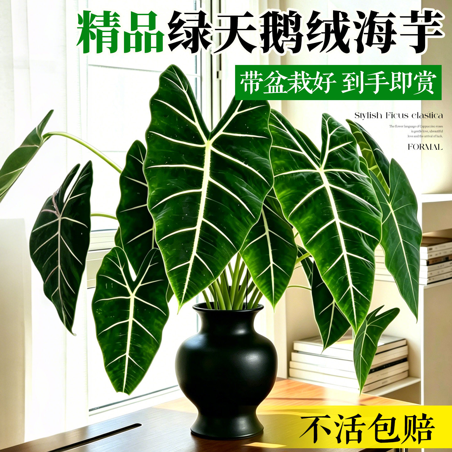 绿天鹅绒海芋绿植盆栽室内四季好养高级感客厅办公室热带植物盆景
