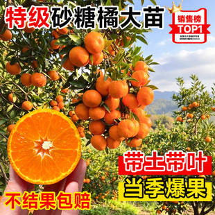 沙糖橘树苗橘子树果苗正宗广西砂糖橘树苗南北方种植盆栽地栽树苗