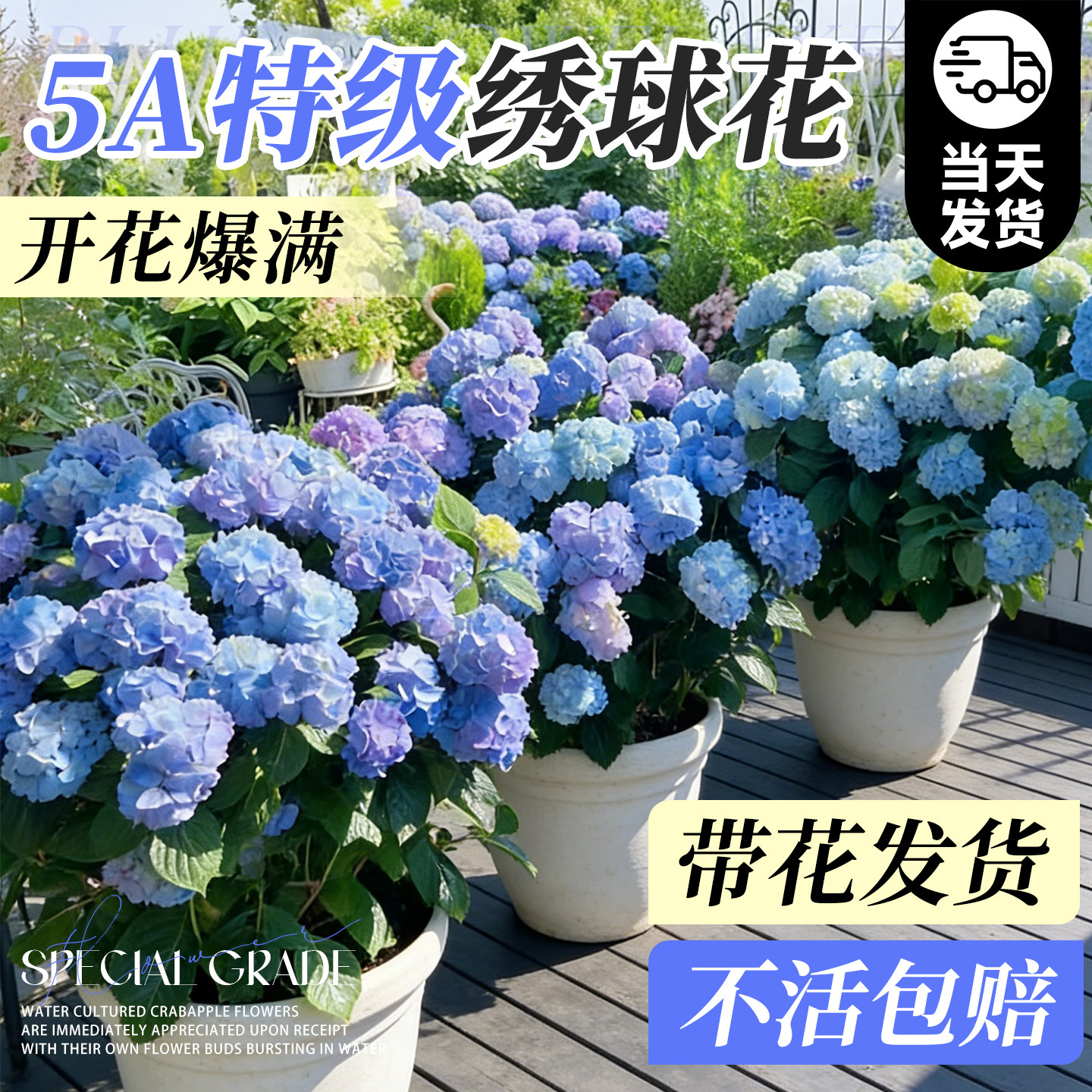 绣球花盆栽带花苞特大号鲜花老桩无尽夏大苗庭院阳台室内四季好养