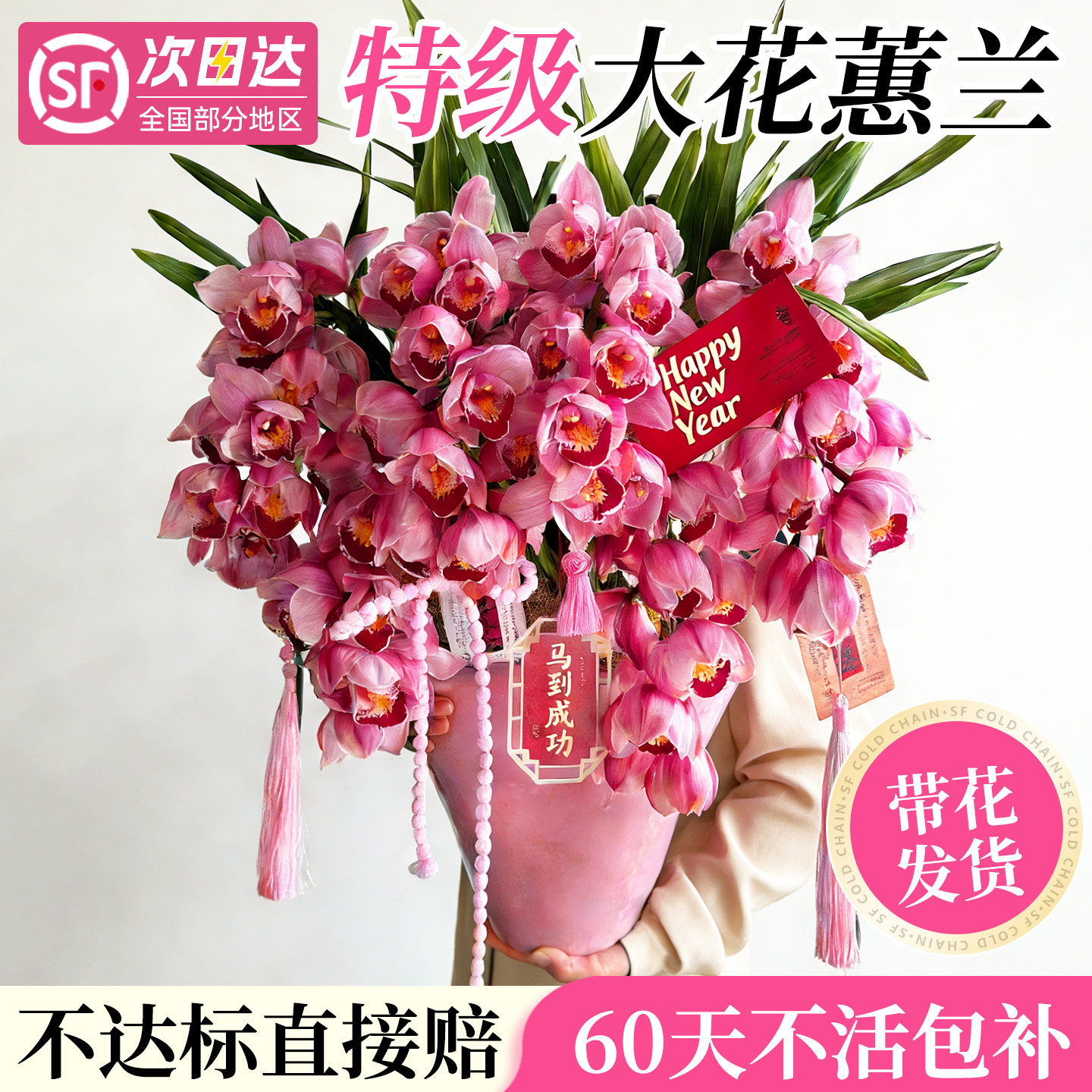 大花蕙兰带花苞盆栽鲜切兰花年宵花花剑过年客厅室内鲜花卉绿植物,鲜花速递/花卉仿真/绿植园艺,大型绿植/成品组合盆栽,淘宝优惠券,粉丝福利购,淘宝优惠卷