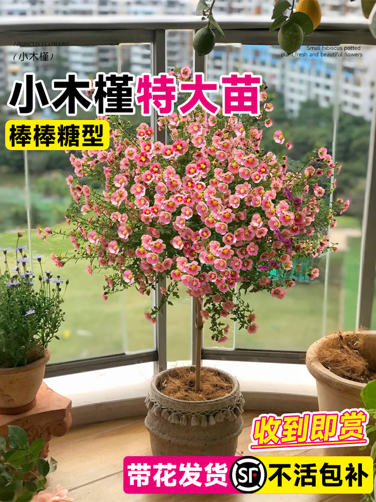 小木槿棒棒糖树苗盆栽重瓣好养易活蓝雪花室内外阳台庭院花卉绿植