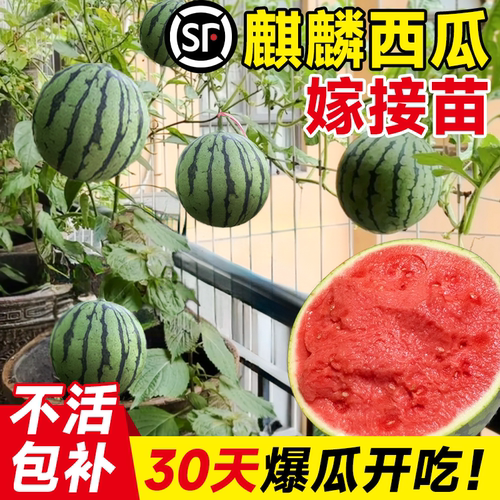 正宗麒麟西瓜嫁接苗当年爆果