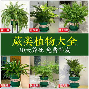 蕨类植物霸王蕨波士顿大型垂吊绿植室内盆栽铁线蕨悬挂盆景好养活