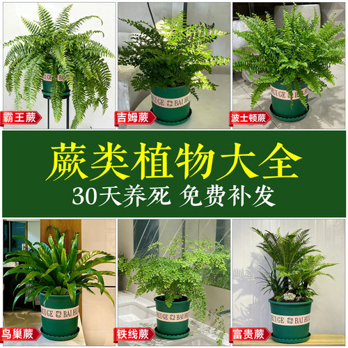 【不活包赔】蕨类植物大全