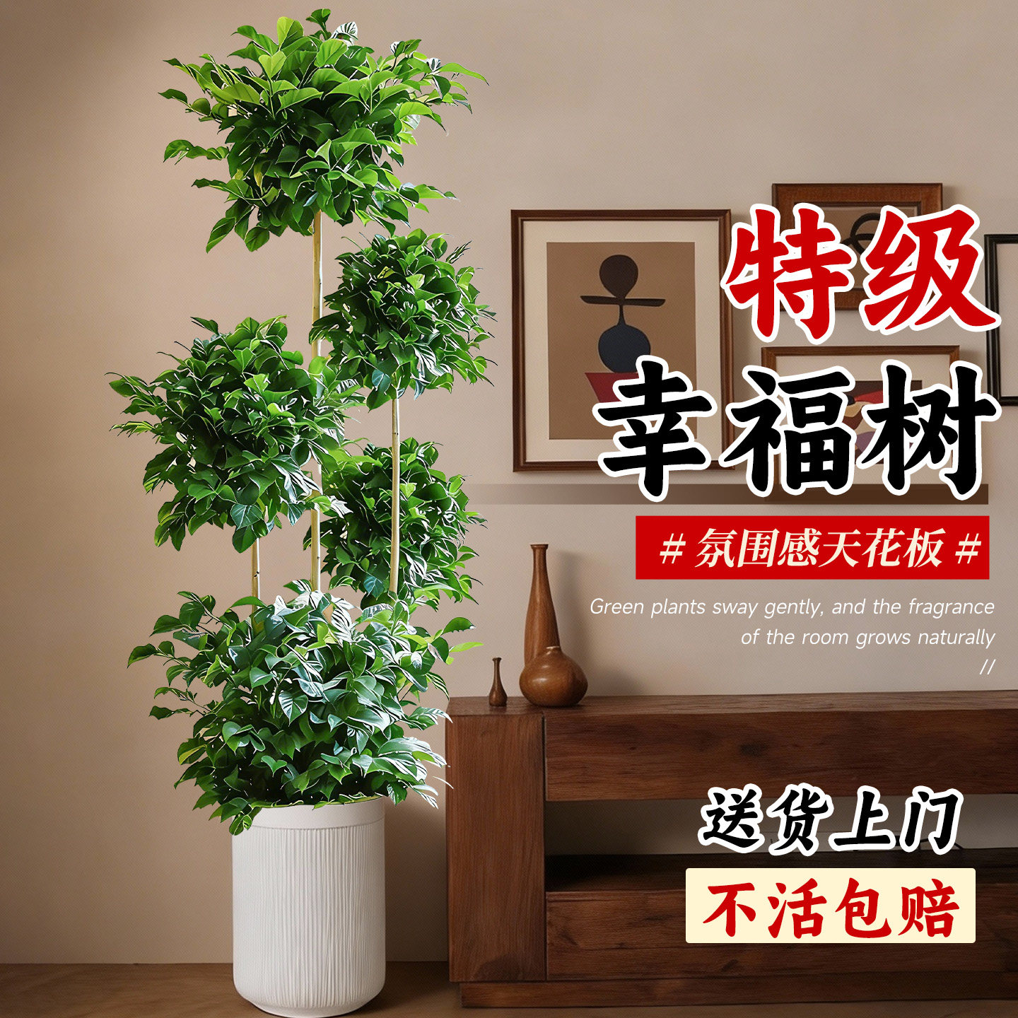 幸福树客厅大盆栽老桩植物客厅高级感室内落地大型绿植盆景好养活