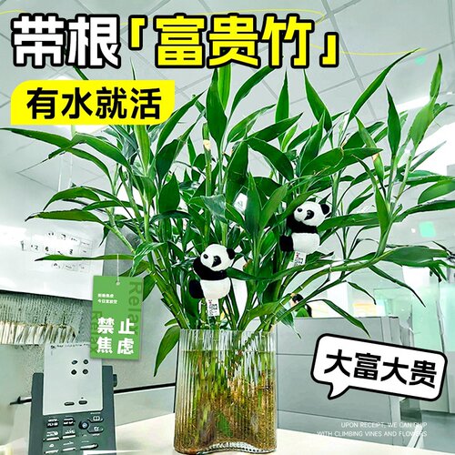 四季常青|富贵竹水培植物带根