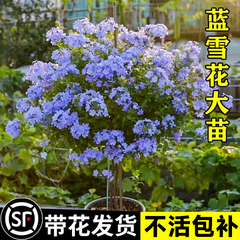 蓝雪花盆栽大苗鲜花卉绿植物室内带花苗阳台爬藤耐热四季好养开花