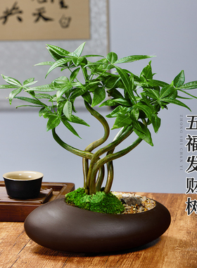 五福发财树新中式禅意盆栽室内桌面造型盆景招财植物耐阴好养绿植