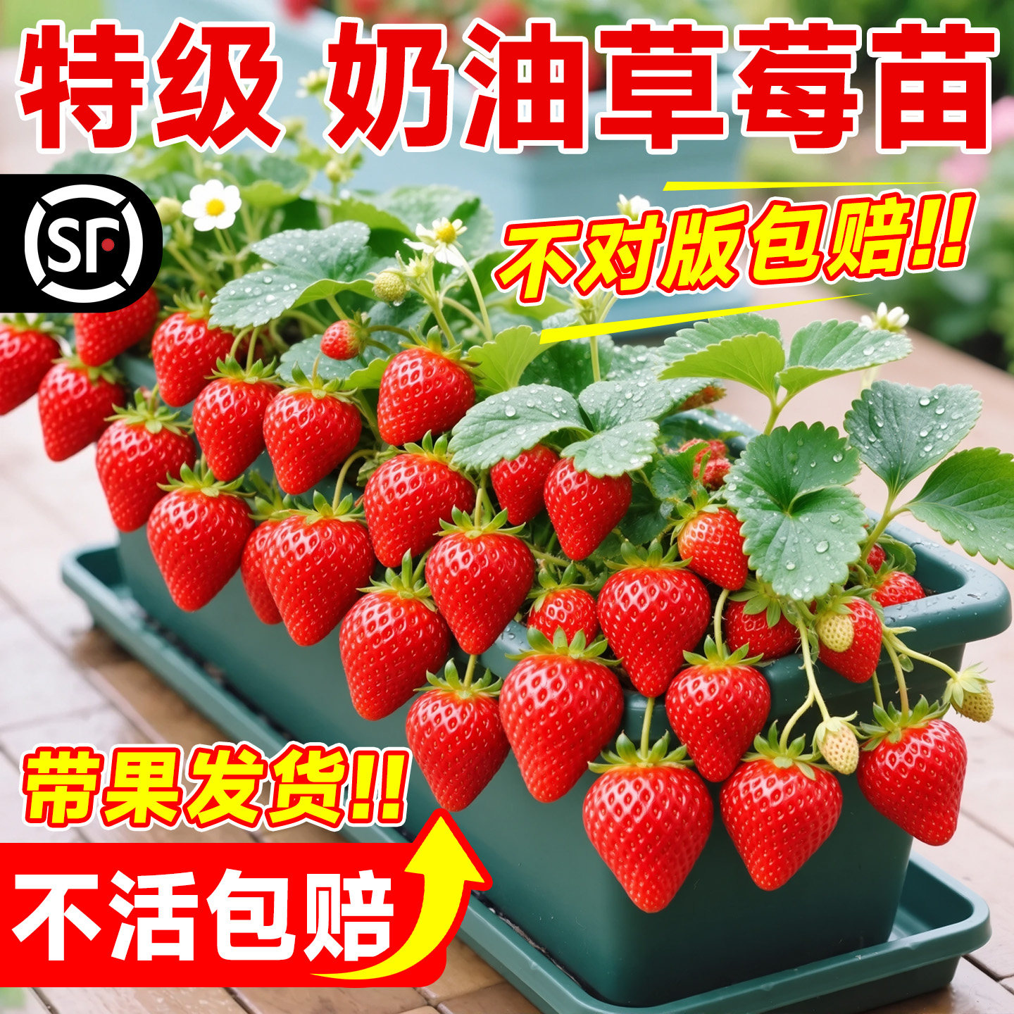 草莓苗秧盆栽奶油四季结果脱毒优质玄玉草莓新苗特大号批发果树苗