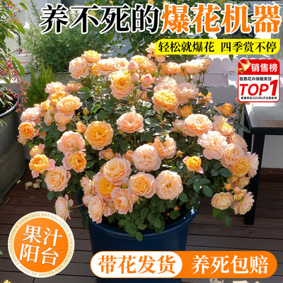 果汁阳台月季盆栽棒棒糖开花爆满