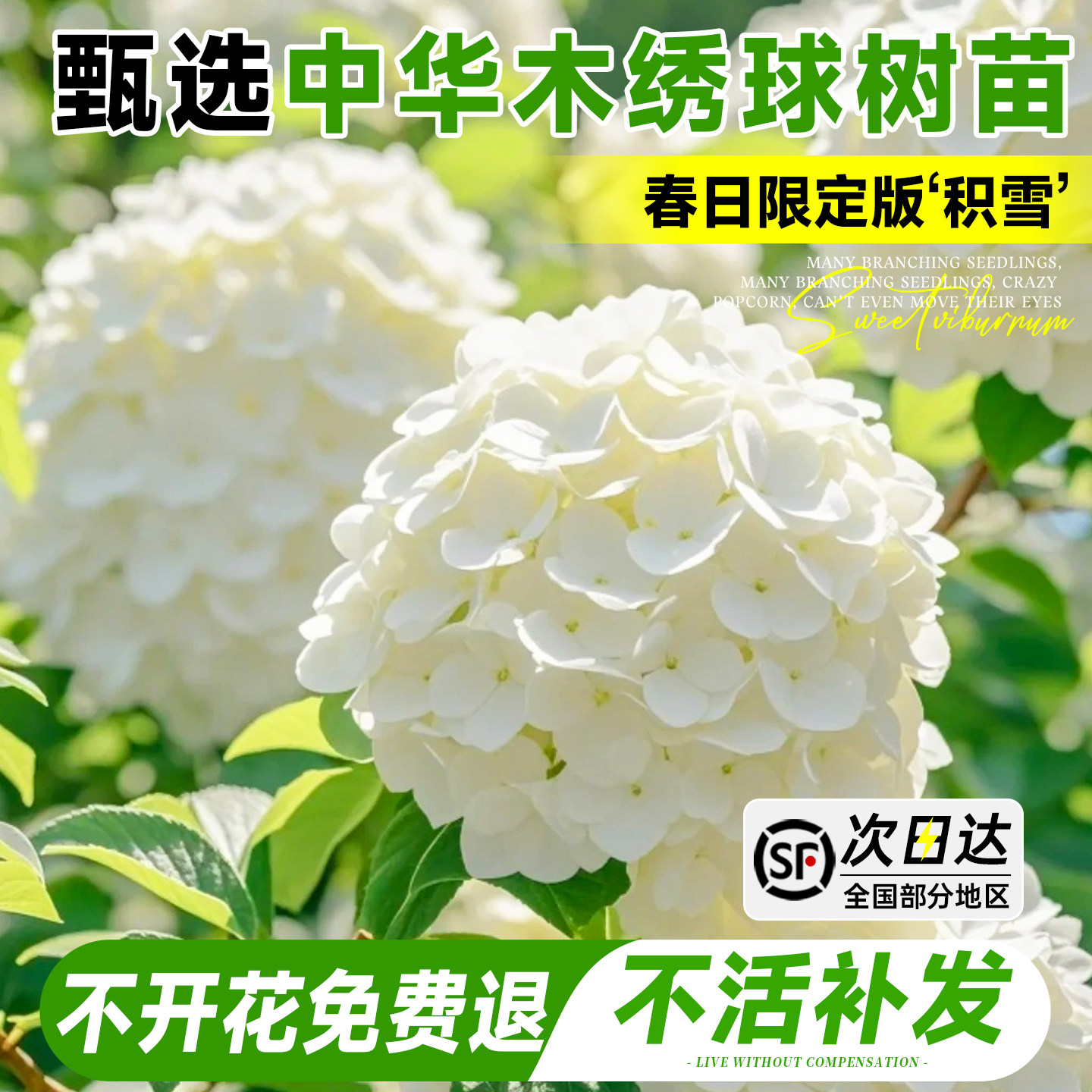 中华木绣球树苗大花斗球四季开花老桩风景树庭院地栽绣球花苗植物