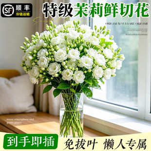 茉莉鲜花鲜切花云南鲜花基地直发花束插花家用礼物花束鲜花花束