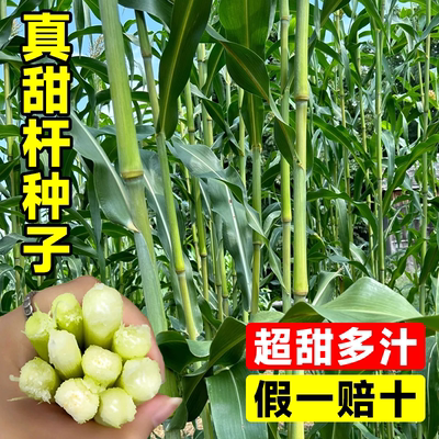 甜杆种高粱子四季蔬菜