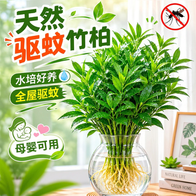 5A特级驱蚊竹柏绿植物四季常青