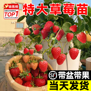 特大草莓苗秧盆栽带果四季结果红颜丹东99草莓苗室内阳台绿植物