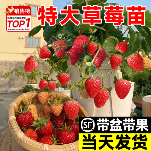 带果发货特大草莓苗盆栽四季结果