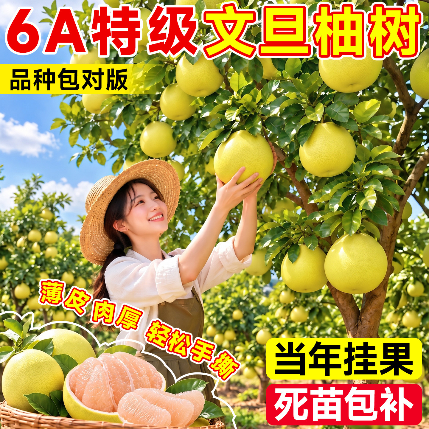 柚子树苗果树盆栽特大正宗红心文旦嫁接苗带果庭院四季种植好养活