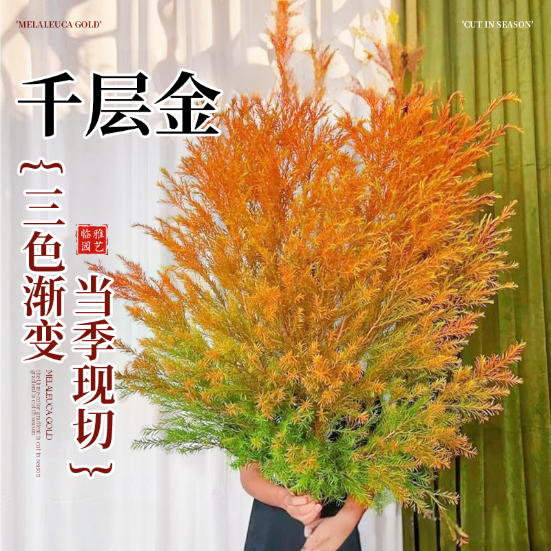 千层金鲜花水培绿植物黄金香柳干花香松鲜切花室内家用插花卉盆栽