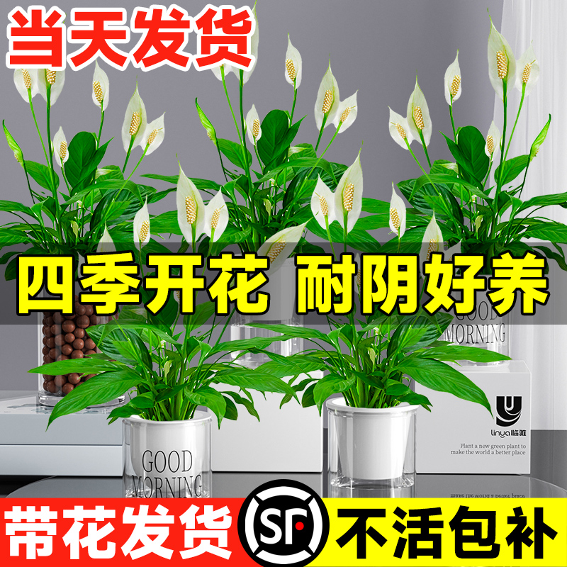 水培白掌盆栽一帆风顺花卉植物室内花桌面绿植四季好养粉掌除甲醛