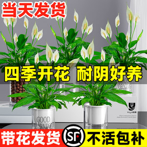 白掌盆栽一帆风顺花卉植物室内花