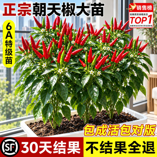 【6A特级】朝天椒包成活到结果！