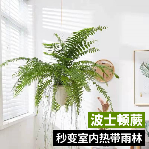 蕨类植物盆栽多少钱 蕨类植物盆栽价格 小麦优选 蕨类植物盆栽多少钱 蕨类植物盆栽价格 小麦优选