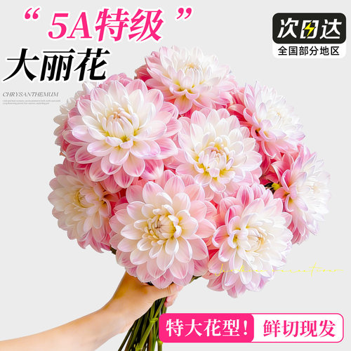 奶油桃子大丽花鲜切花云南直发好