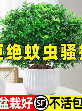 正宗清香木盆栽室内驱蚊草植物胡椒叶子办公室花卉真正的盆景绿植