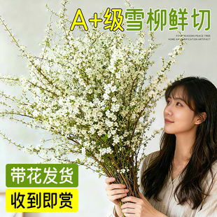 雪柳鲜枝带花苞干支插花水培绿植物室内好养花卉水养龙柳桌面盆栽