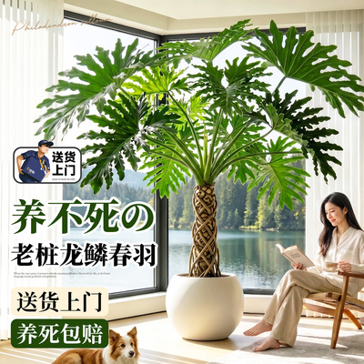送货上门龙鳞春羽老桩大型绿植