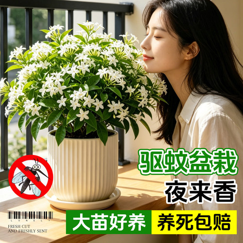 夜来香盆栽花树苗带花苞驱蚊绿植