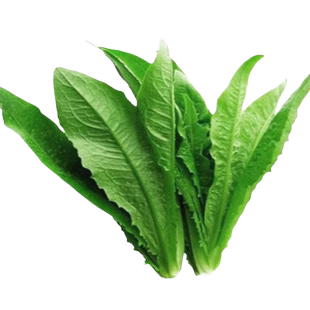 油麦菜籽种子四季新鲜大叶上海青菜种大全白菜阳台速生油麦菜种孑