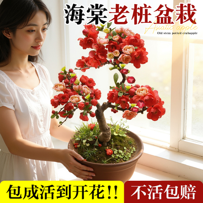 粗枝海棠花盆栽【包成活到开花】