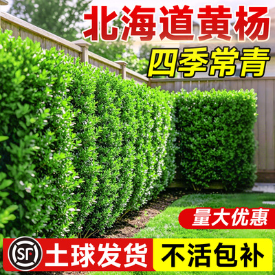 【5A特级大叶黄杨】送上门包成活