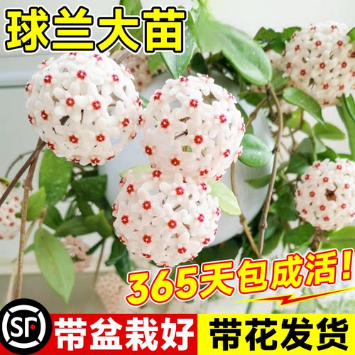 当年爆花球兰大苗花期带花发货