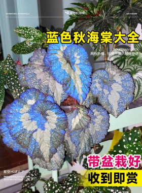 蓝色秋海棠盆栽鳟鱼黑天鹅蜗牛室内绿植阳台客厅办公室小盆栽植物