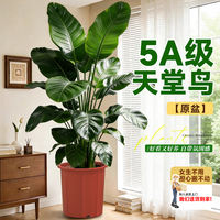 The large potted Strelitzia reginae in the living room exudes a sense of luxury. It is a large indoor floor-standing green plant that remains evergreen throughout the four seasons thumbnail 2