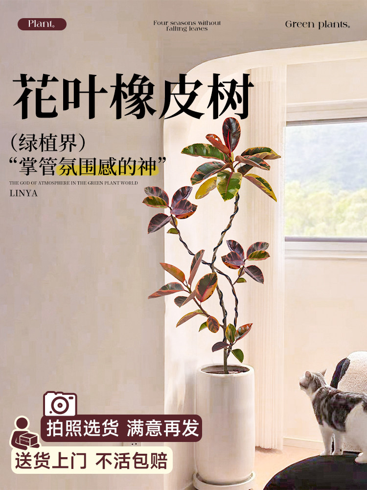 花叶橡皮树客厅大盆栽黑金刚真花落地大号绿植大型花卉绿色植物禄