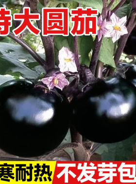 圆茄种籽茄子苗高产黑紫色蔬菜种子特大线杭茄子秧苗春夏种孑带土